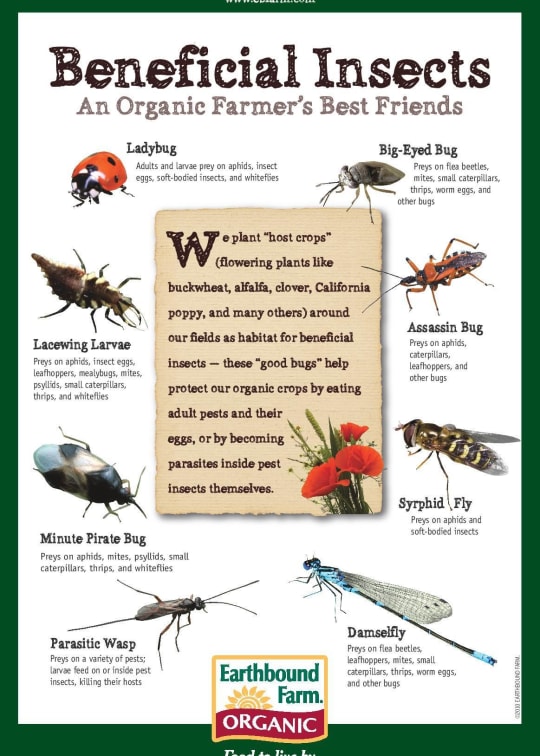 insects_clover_mites.pdf