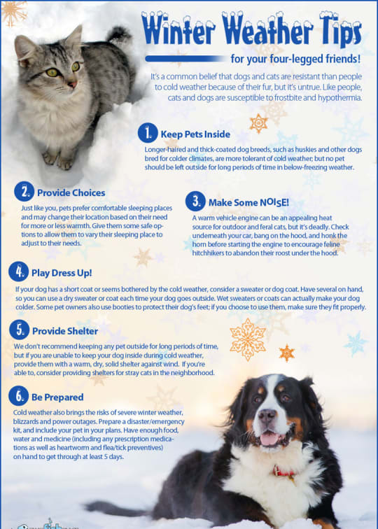 pets_-__safety_during_severe_weather.pdf