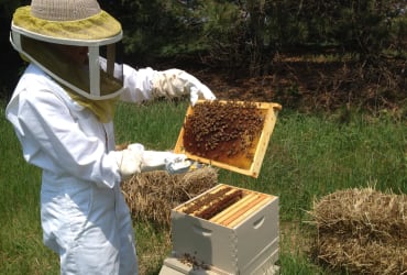 Farming - Beekeeping
