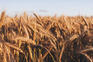 Farming - Grains