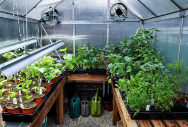 Gardening - Greenhouse
