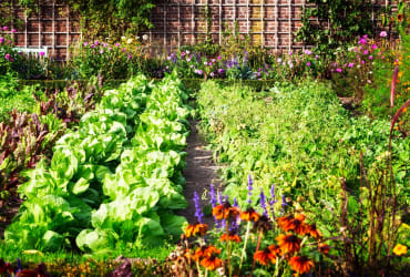 Gardening - Organic