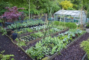 Gardening - Vegetable Garden